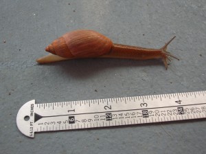 Rosy wolf snail